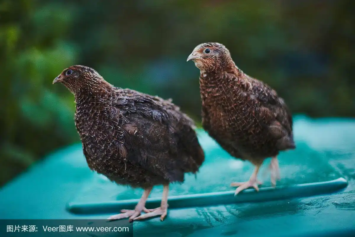 雌雄两只黑鹌鹑