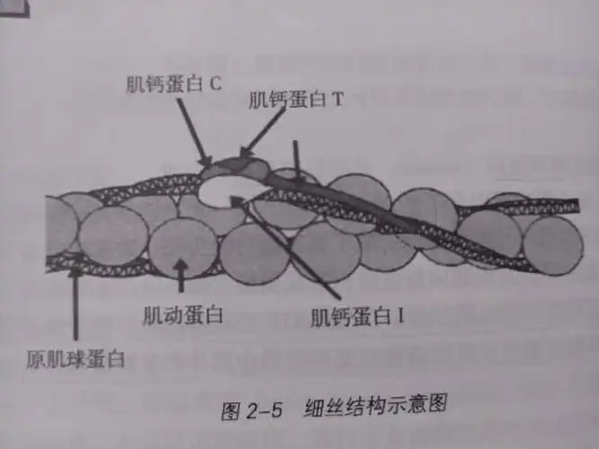 笔记肌肉收缩原理