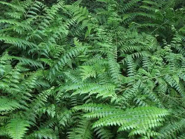 凤尾草主要以其叶形和生态环境来命名,别名很多,如金鸡尾,鸡脚草,井栏