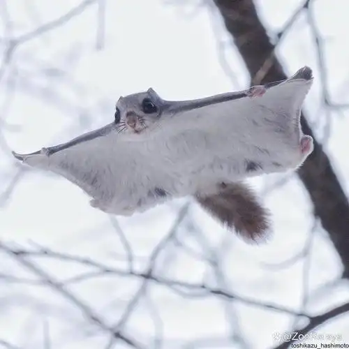 日本飞松鼠(japanese flying squirrel)是一种受到人们喜爱的小型哺乳