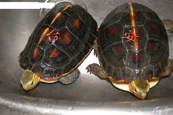 【缘龟正传】-鉴别安缘台缘特俗性,两例不典型的安缘苗和台缘苗的区别