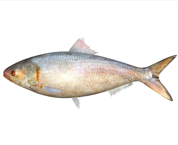 长江鲥鱼消失了30年陷入绝种危机嫁接国外可行吗