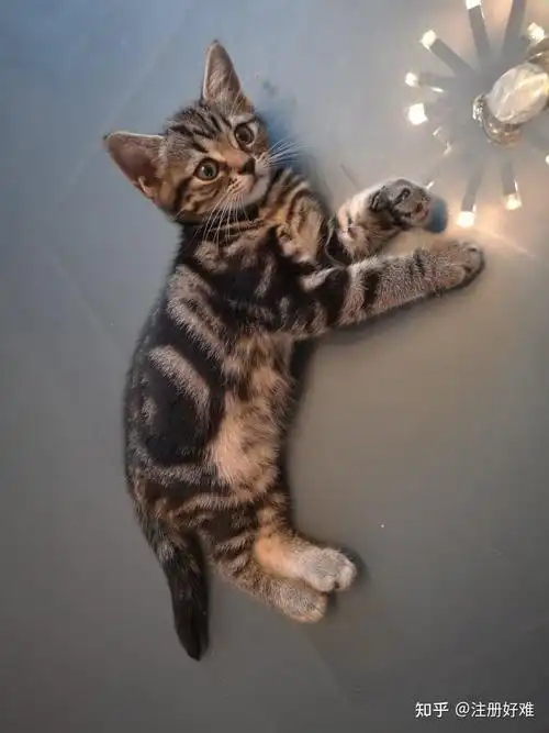 这是美短棕虎斑么