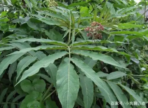 农村一种野草叫"接骨草",晒干后药用价值珍惜,农村到处都是