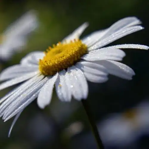 清新花朵头像娇俏可爱的洋甘菊白色的