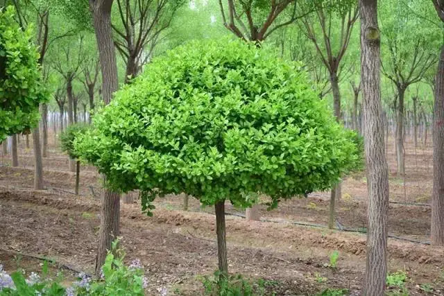 {丝棉木嫁接观赏树} 02坞头社区