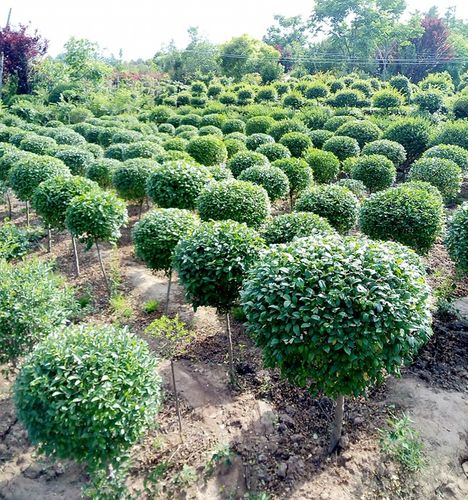 小叶女贞造型盆景树桩球形树苗庭院别墅绿化植物小区绿化苗木包邮