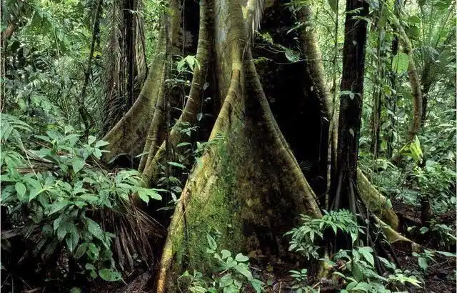 世界上真的有会行走的树每年可以移动20米