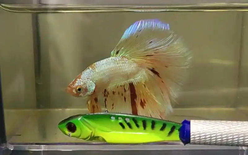 血斑半月斗鱼2号