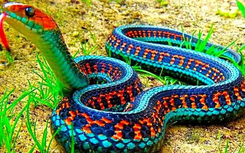 世界上最美丽的10种蛇被称为蛇美女杀手