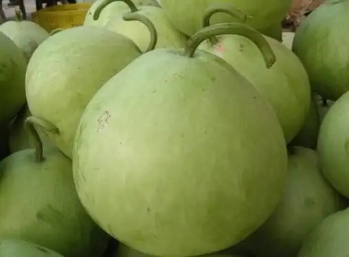 甜葫芦约700800克