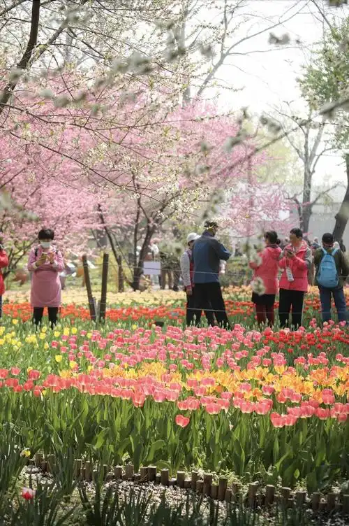 刷屏郁金香花开成海