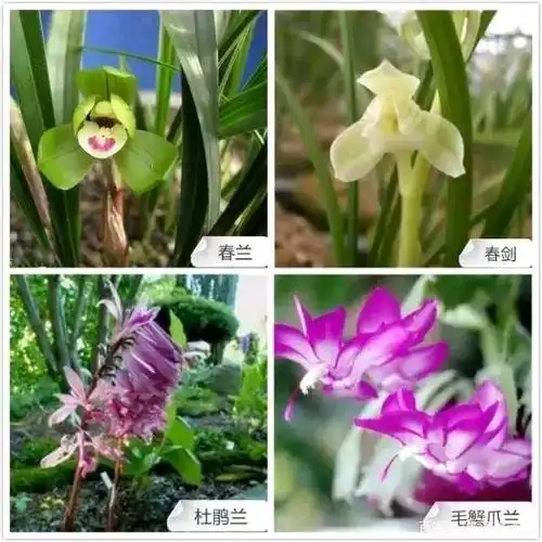 中国十大名花之四!68种兰花(附有种名)请您欣赏