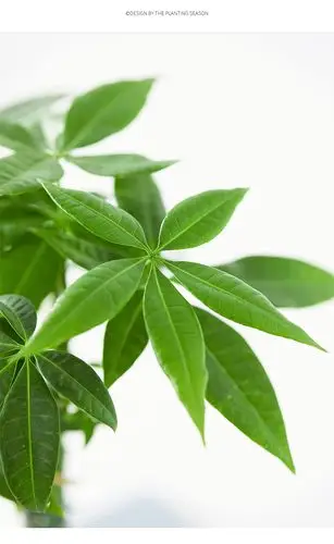 辫子发财树观叶绿植净化空气办公室桌面盆栽送礼乔迁花卉