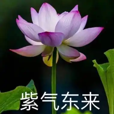 qq头像有字的荷花图片 荷花头像图片大全集 - 微信头像 - 潮人个性网