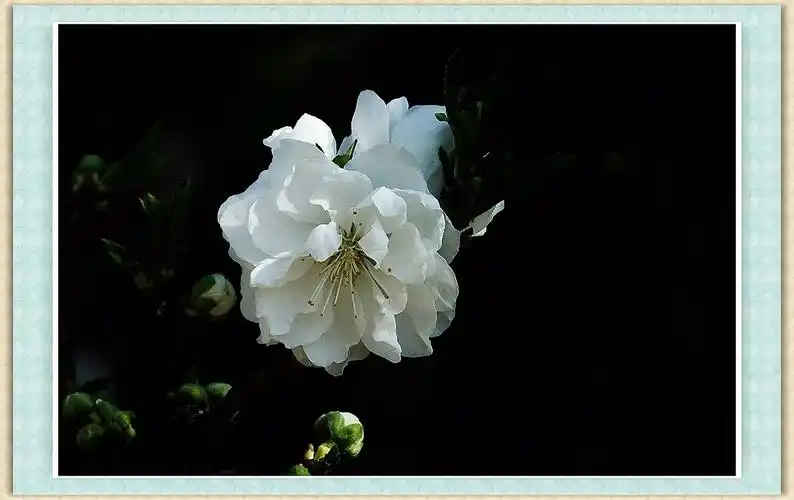 清明节发一组白花,祭奠那些在天的英灵们