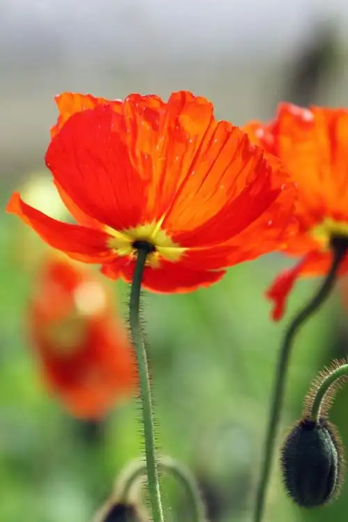 美女 鲜花=就是大自然的美丽风景线.