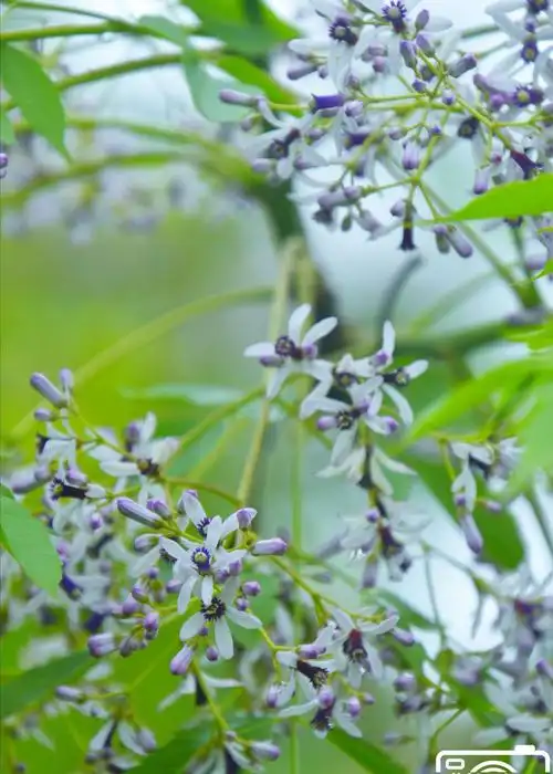 1 / 10 历经一个寒冬,苦楝树在这个美丽的春天又长出了枝和叶开出了