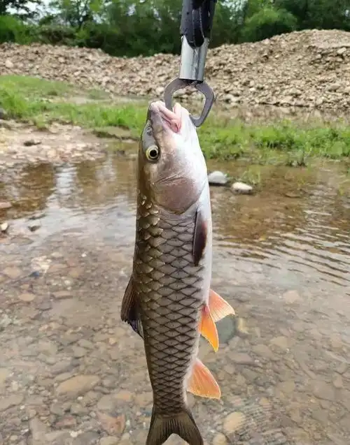 军鱼数量稀少的原因有很多由于上述因素的影响,野生光