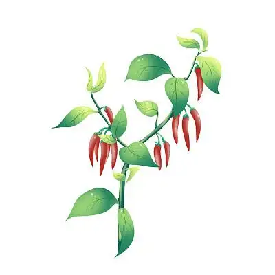 手绘卡通红辣椒小米椒插画元素辣椒元素