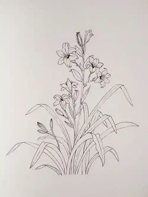 萱草早上来个小清新