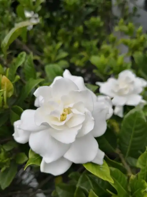 院子里的栀子花飘香