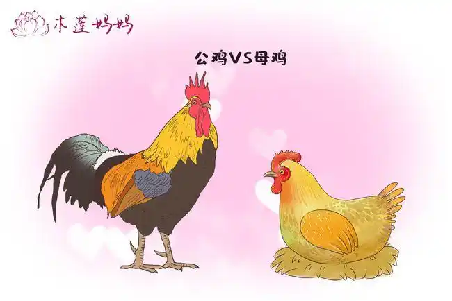 坐月子吃鸡学问多产妇喝汤有大区别公鸡or母鸡不一样