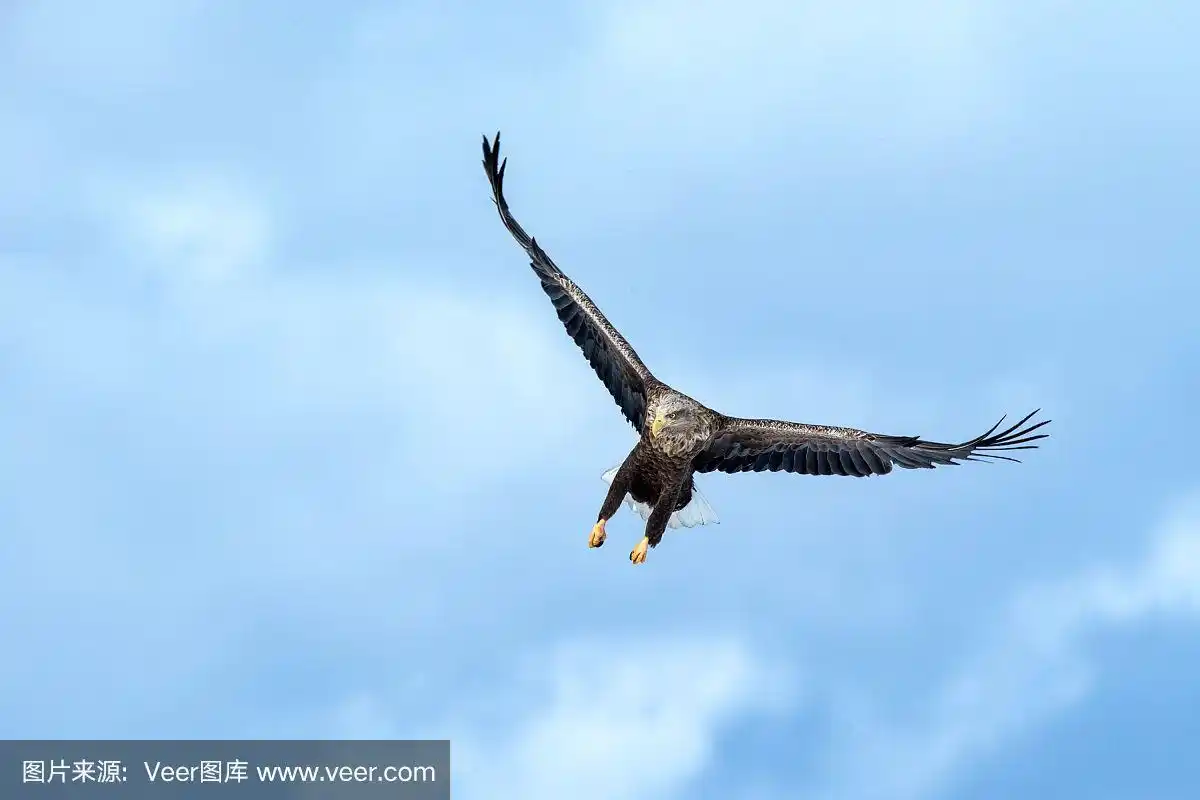 白尾鹰在飞翔,在日本北海道蓝天白云中飞翔的鹰,日出时的鹰剪影,雄壮