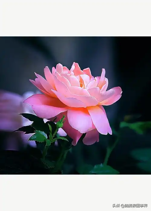 实拍24张春天的花卉照春天花卉图片