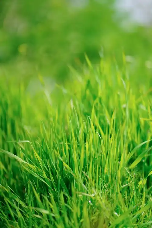 800_1200竖版 竖屏