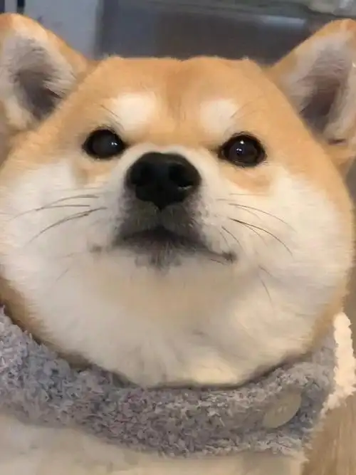 柴犬##柴犬萌照分享##整蛊小狗小把戏