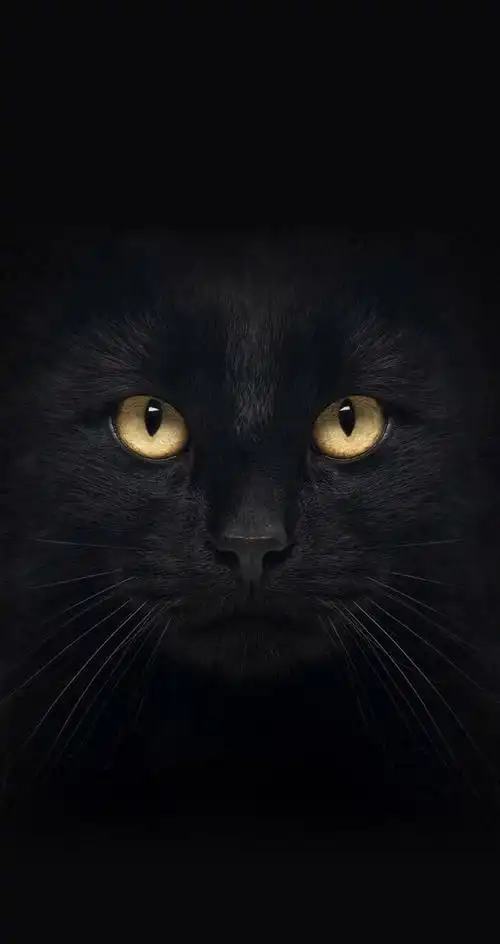 抖音最火黑猫眼,开灯,火影锁屏壁纸大全