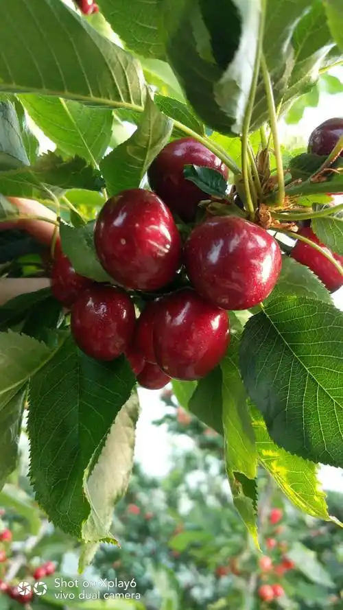 烟台美早大樱桃好了,脆甜汁多,不仅个大表光也是最好的