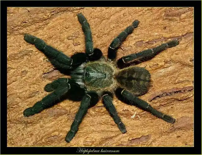 足展达11厘米张家港海关截获活体巨型捕鸟蛛它们真的吃鸟吗