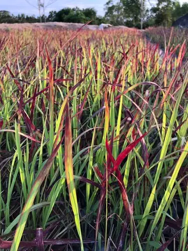 花木首页 全部分类 其它苗木 草类植物 血草 > 日