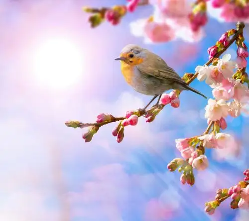 高清,壁纸,背景,小鸟,花,蓝天,春.