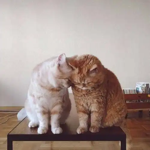 小猫咪情侣头像