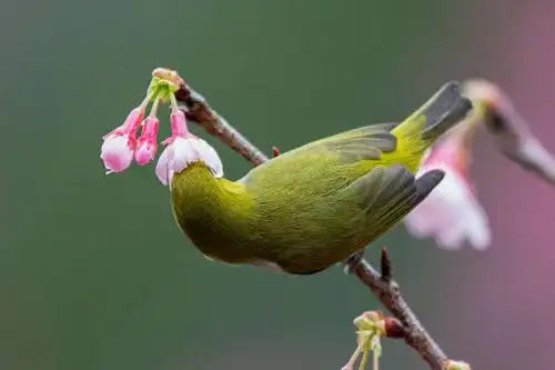 最美花鸟图——樱花与叉尾太阳鸟