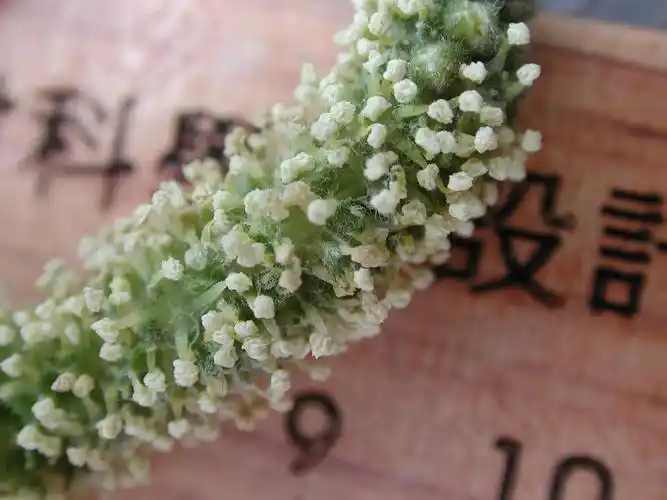 99年再度看构树雄花(1)