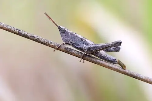 草蜢在不同环境里呈现不同颜色