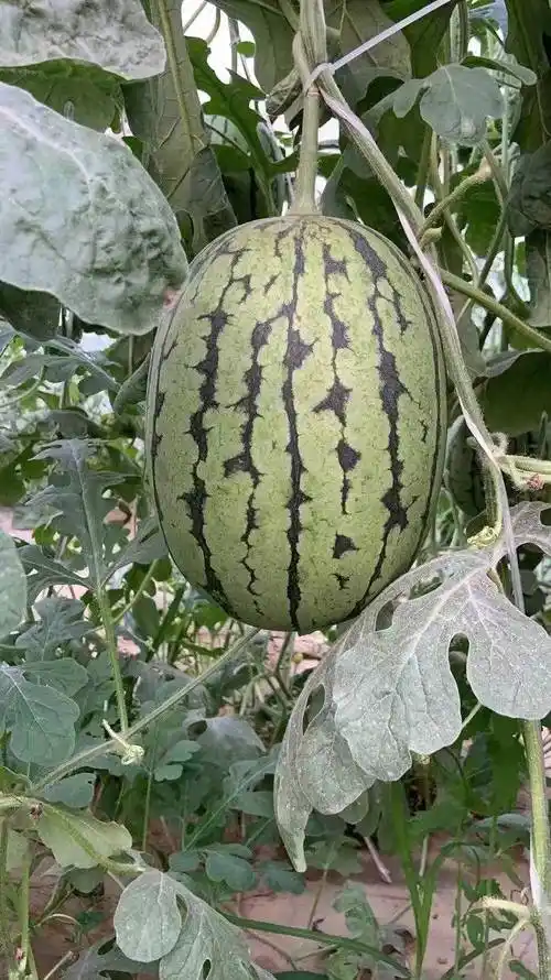 甜甜小西瓜吊瓜