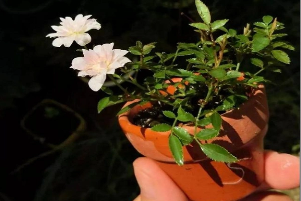 世界上最小的花