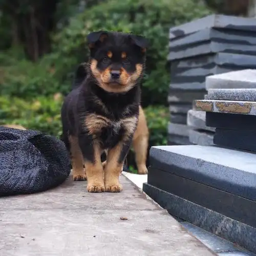 上海同城免费领养小四眼