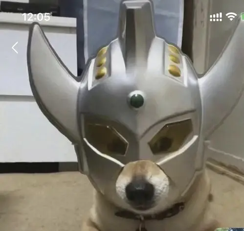 求这个戴奥特曼面具狗子的原图呢?