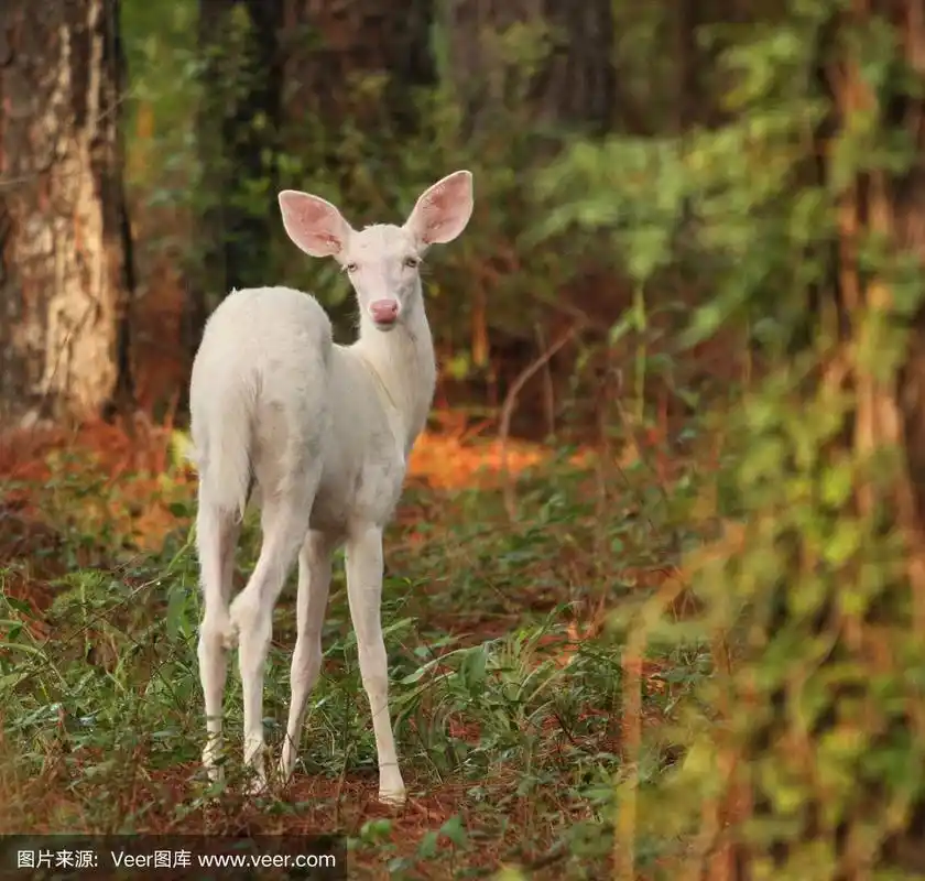 白化小鹿