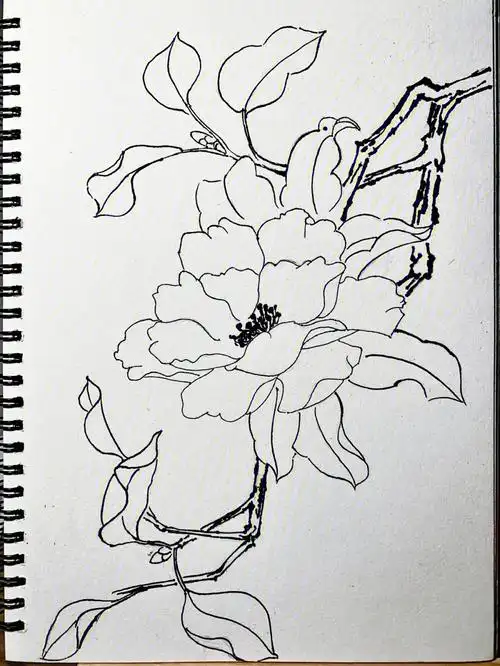 白描线稿山茶花