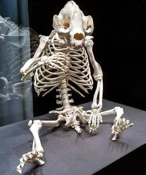 四种动物的骨架,不看名字猜不出,肉眼看不透它们的真面目_刺猬_骨头