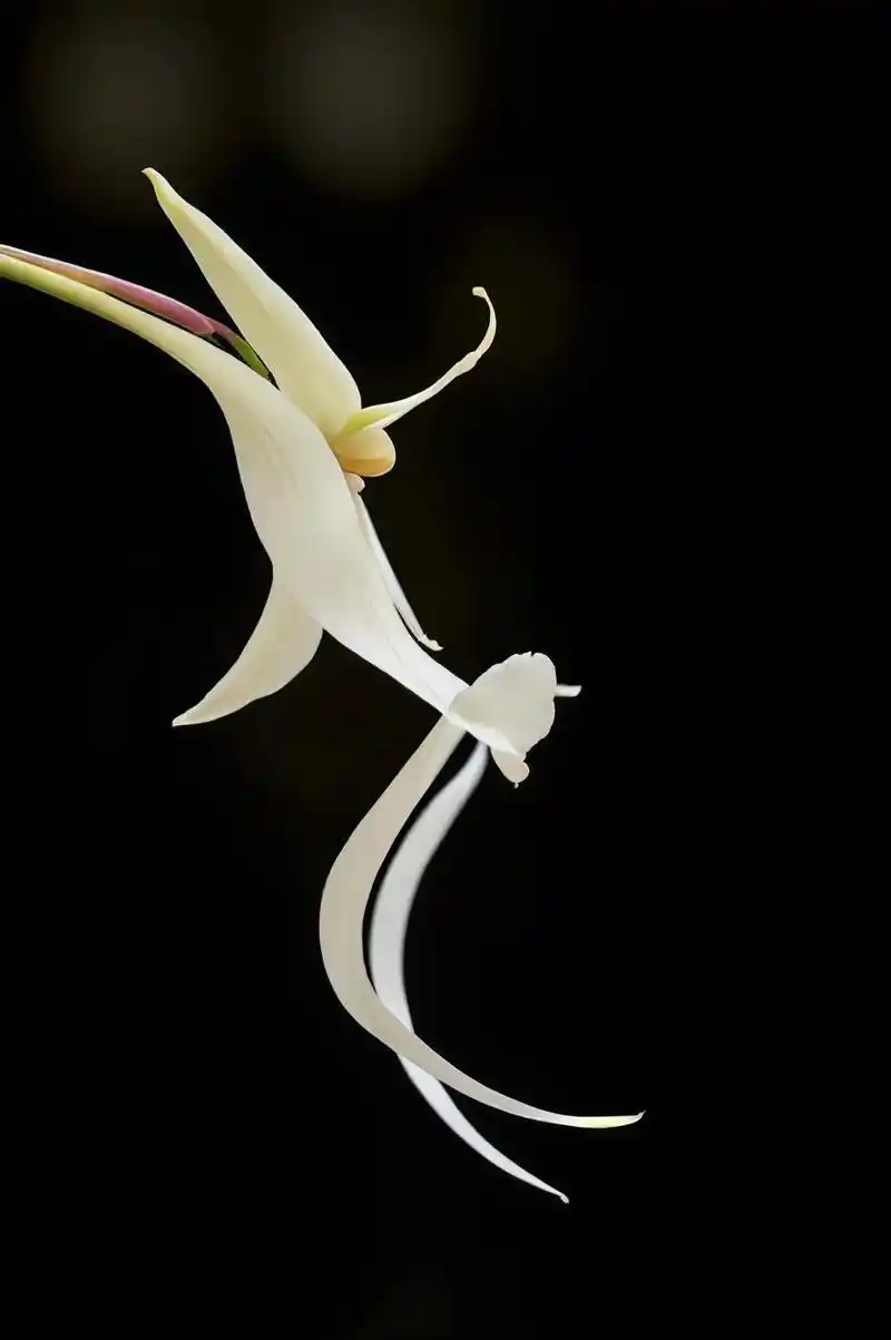 有幸拍到世界最贵兰花:宛如幽灵,名叫"鬼兰",很早的兰网上有 - 抖音