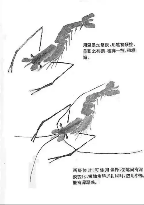 国画教程:国画虾的画法大全