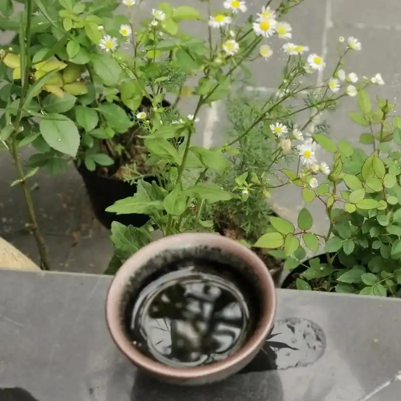 清纯唯美情景式品鉴茶#茶道雅活 #我的抖音生活日记 #安 - 抖音